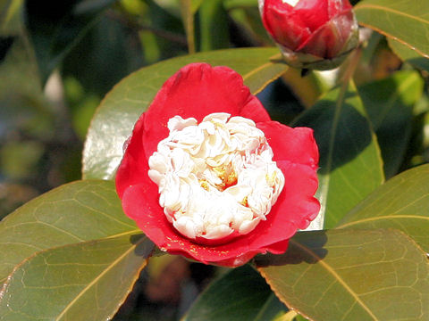 Camellia japonica cv.