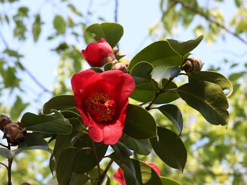 Camellia japonica cv. Benikarako
