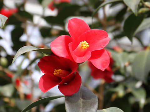 Camellia japonica cv. Mihono-seki