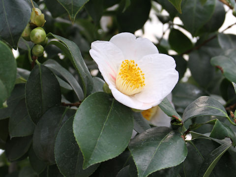 Camellia japonica cv. Yamato-nishiki