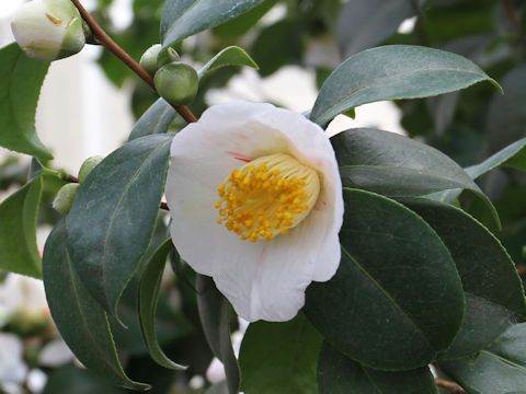 Camellia japonica cv. Yamato-nishiki