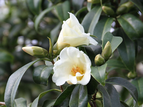 Camellia japonica cv. Kogane-yuri