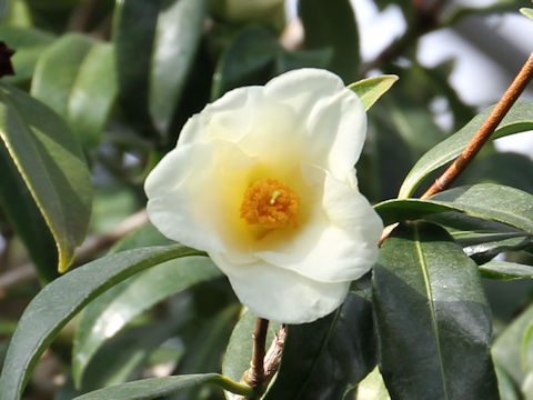 Camellia japonica cv. Kogane-yuri