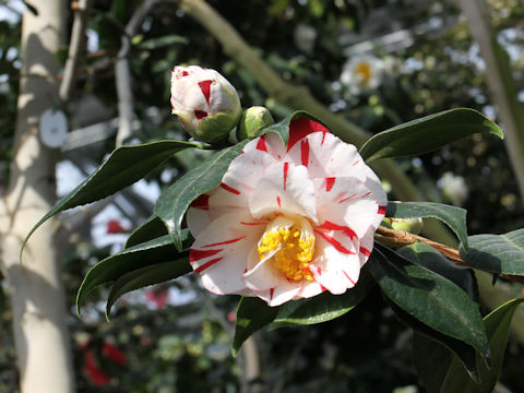 Camellia japonica cv. Princess Masako