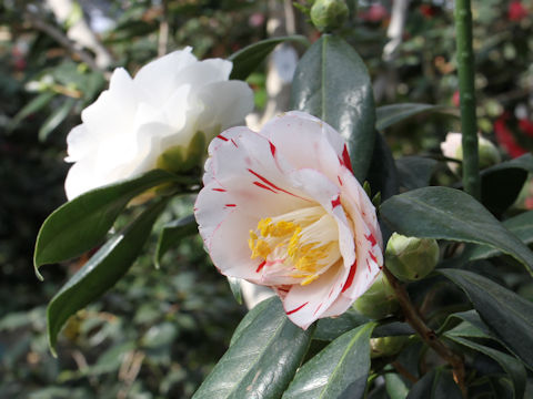 Camellia japonica cv. Princess Masako