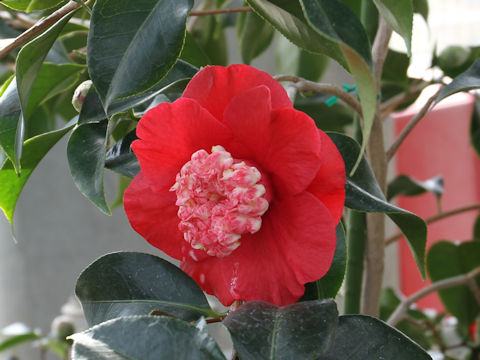 Camellia japonica cv. Ahonan-bokuhan