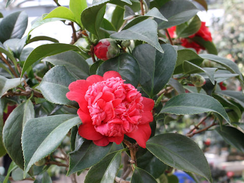 Camellia japonica cv. Beni-arajishi