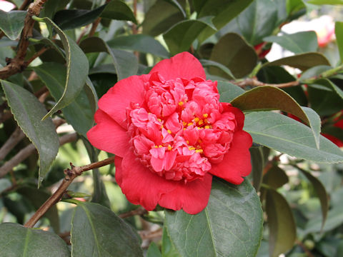Camellia japonica cv. Beni-arajishi