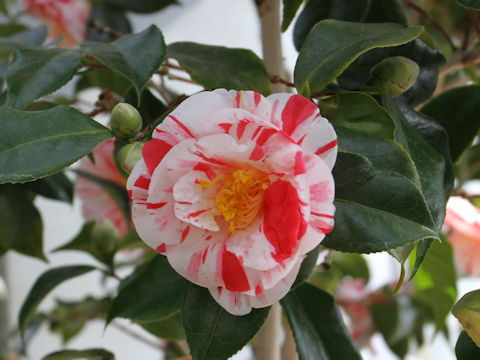 Camellia japonica cv. Izu-higurashi