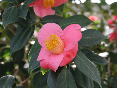 Camellia japonica cv. Touhou-saku