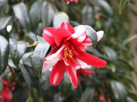 Camellia japonica cv. Kujaku-tsubaki