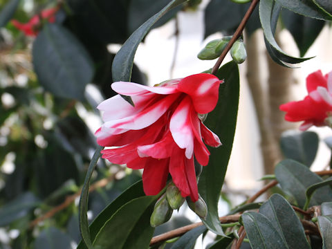 Camellia japonica cv. Kujaku-tsubaki