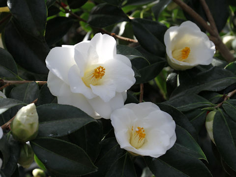 Camellia japonica cv. Shiro-hagoromo