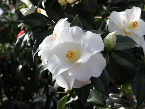Camellia japonica cv. Shiro-hagoromo