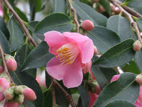 Camellia japonica cv. Minatono-haru