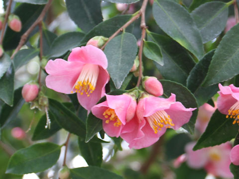 Camellia japonica cv. Minatono-haru