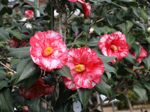 Camellia japonica cv. Sado-benifukurin