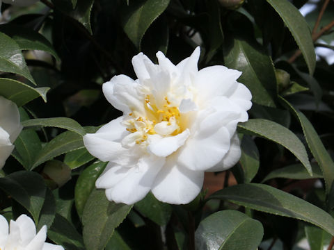 Camellia japonica cv. Mizuyoshi
