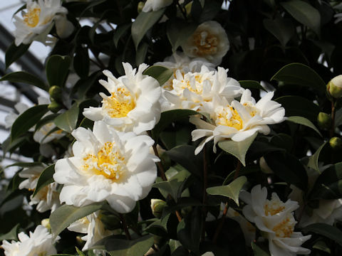 Camellia japonica cv. Mizuyoshi