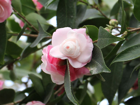 Camellia japonica cv. Sweet Jane