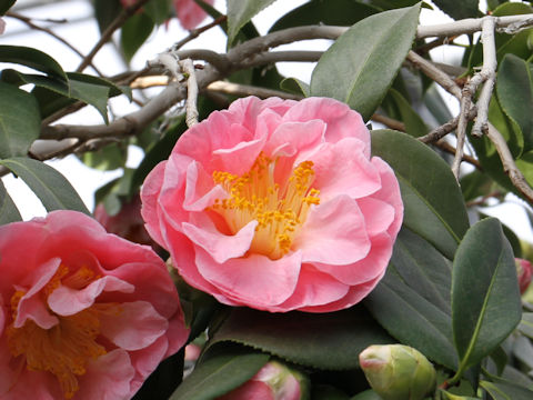 Camellia japonica cv. Pink Gold