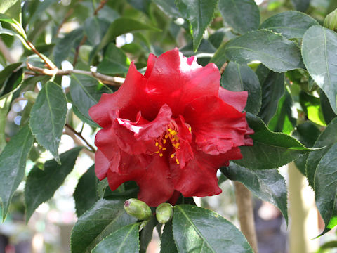 Camellia japonica cv. Black Magic