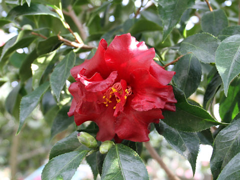 Camellia japonica cv. Black Magic