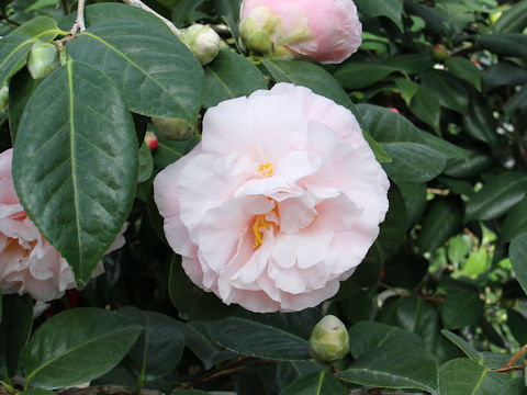 Camellia japonica cv. Easter Morn