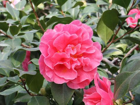 Camellia japonica cv. Marie Bracey