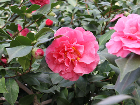 Camellia japonica cv. Marie Bracey
