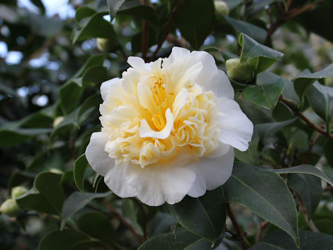 Camellia japonica cv. Brush Field Yellow