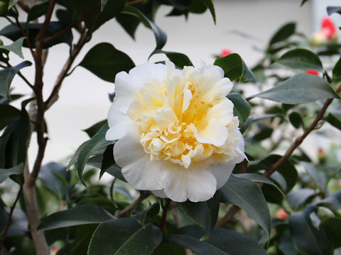 Camellia japonica cv. Brush Field Yellow