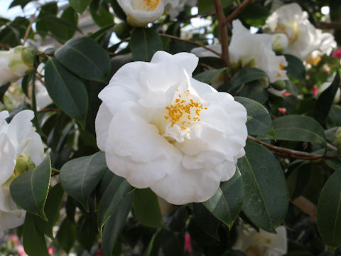 Camellia japonica cv. Pulchra