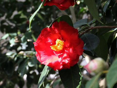 Camellia japonica cv. Grand Slam