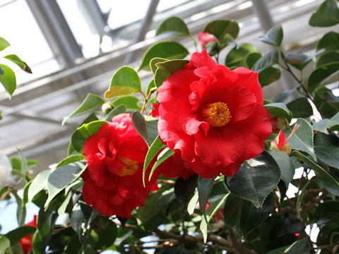 Camellia japonica cv. Grand Slam