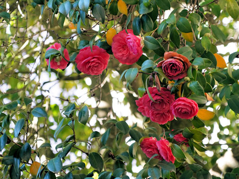 Camellia japonica cv.