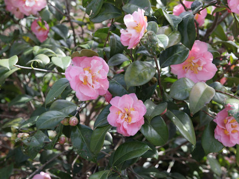 Camellia japonica cv.