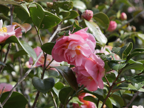 Camellia japonica cv.