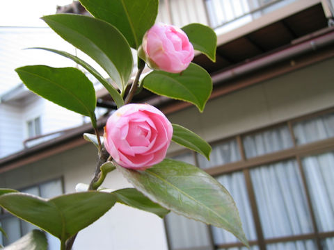 Camellia japonica cv.