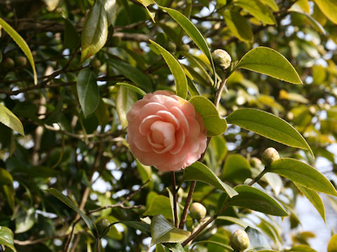 Camellia japonica cv.