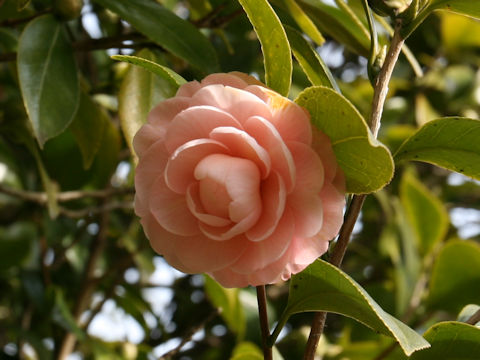 Camellia japonica cv.