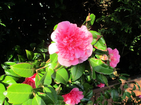 Camellia japonica cv.