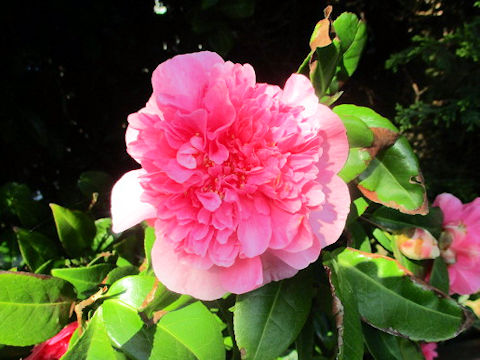 Camellia japonica cv.