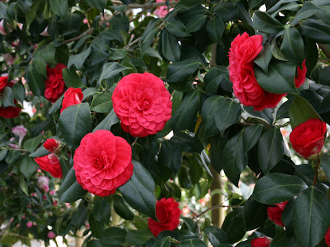 Camellia japonica cv. C.M. Hovey