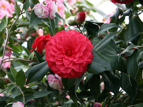 Camellia japonica cv. C.M. Hovey
