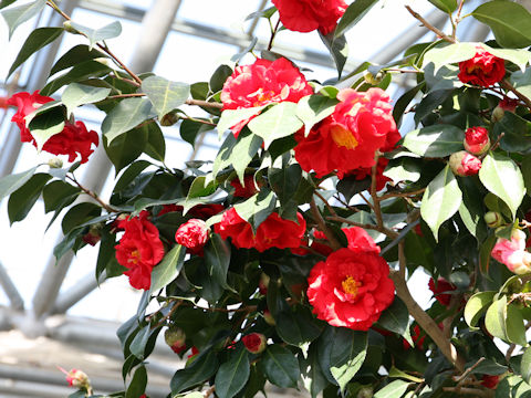 Camellia japonica cv. Grand Slam