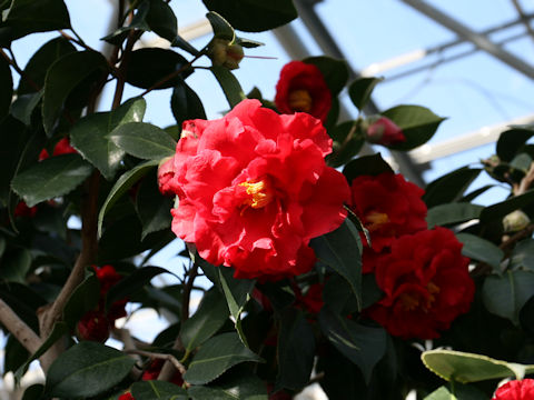 Camellia japonica cv. Grand Slam