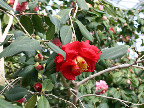 Camellia japonica cv. Grand Prix