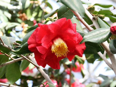 Camellia japonica cv. Grand Prix