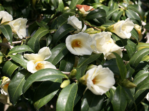 Camellia japonica cv. Kogane-yuri
